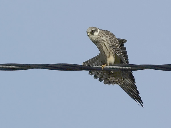 Punajalkahaukka, Red-footed Falcon, Falco vespertinus